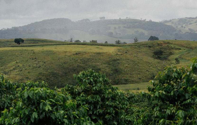 Caffè e sostenibilità: l’impegno di Lavazza per l’ambiente